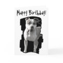 Happy birthday pitbull greeting card by ritmoboxer Happy birthday pitbull greeting card