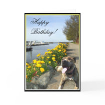 Happy Birthday Pitbull greeting card