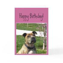Happy Birthday Pitbull greeting card