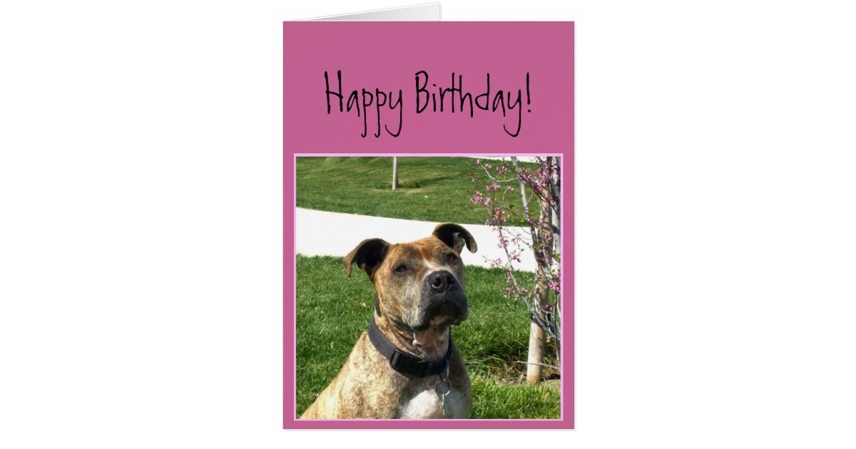 Happy Birthday Pitbull greeting card | Zazzle