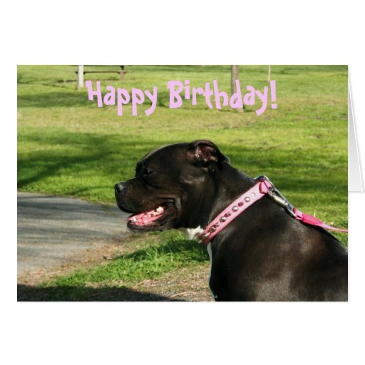 Happy Birthday Pitbull greeting card | Zazzle