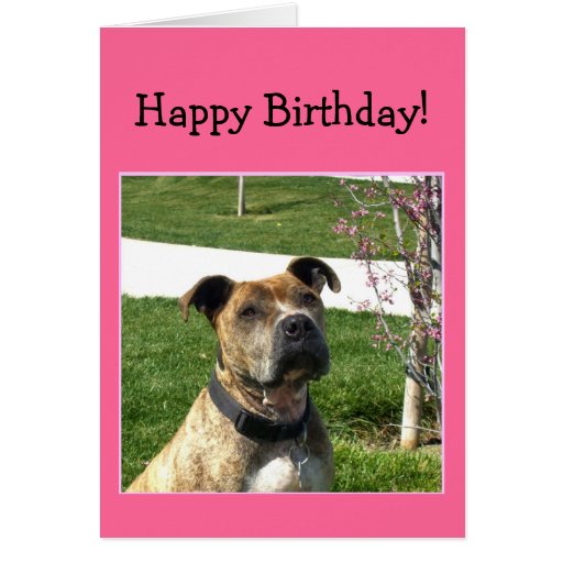 Happy Birthday Pitbull greeting card