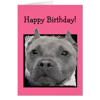 Pitbull Birthday Cards | Zazzle