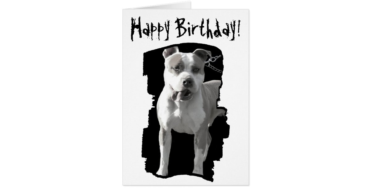 Happy birthday pitbull greeting card | Zazzle