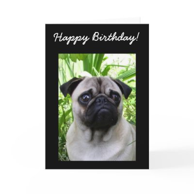 happy_birthday_pug_greeting_card-p137994