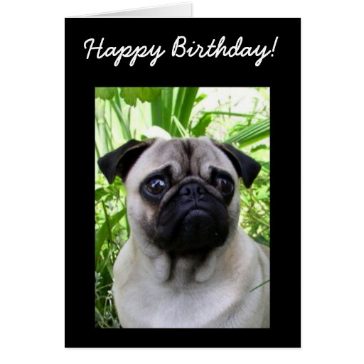 happy birthday pug card happy birthday pug greeting card zazzle happy birthday pug card happy birthday pug greeting card zazzle