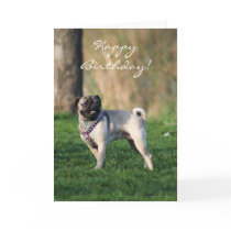 Happy birthday Pug in the park greeting card