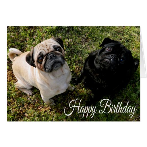 happy birthday black pug happy birthday pug puppy greeting card zazzle happy birthday black pug happy birthday pug puppy greeting card zazzle