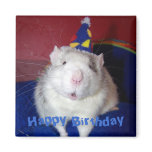 Happy Birthday Rat Magnet