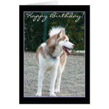 Happy Birthday  Siberian Husky greeting card