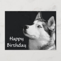 Husky Happy Birthday