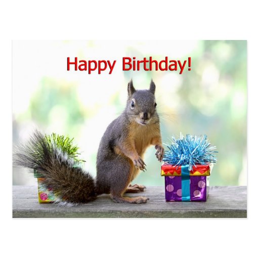 Happy Birthday Squirrel Post Card