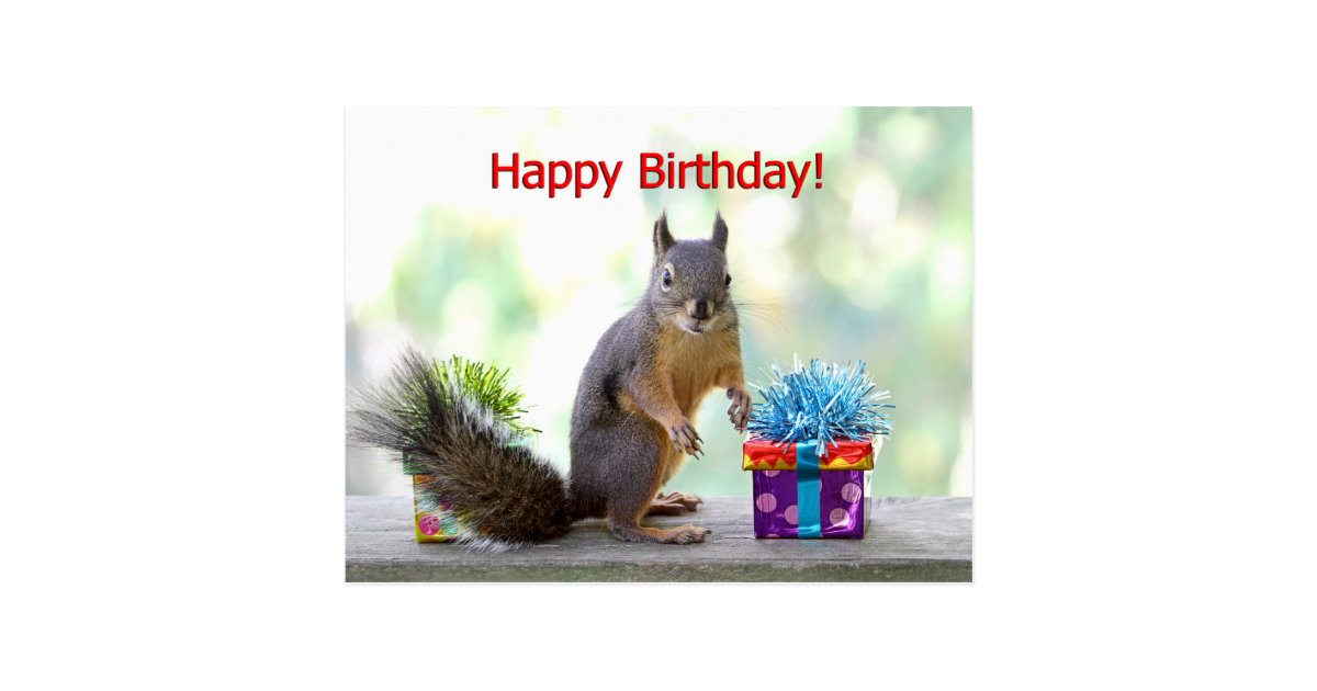 Happy Birthday Squirrel Postcard Zazzle