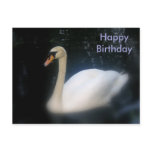 Happy Birthday swan postcard