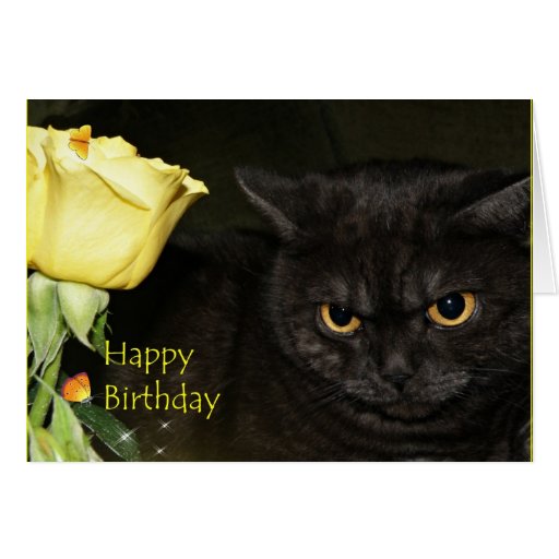 Happy Birthday Venezia Cat Greeting card Zazzle