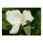 Happy Birthday-White Flower Greeting Cards