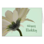 Happy Birthday - white gerbera Greeting Card