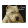 Happy Birthday White pitbull postcard