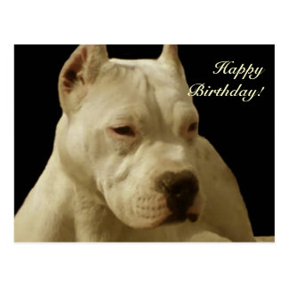 Pitbull Birthday Cards, Invitations, &amp; Photocards | Zazzle