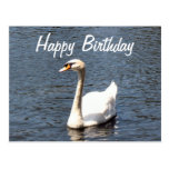 Happy Birthday white swan postcards