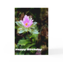 Happy Birthday Wishes cards