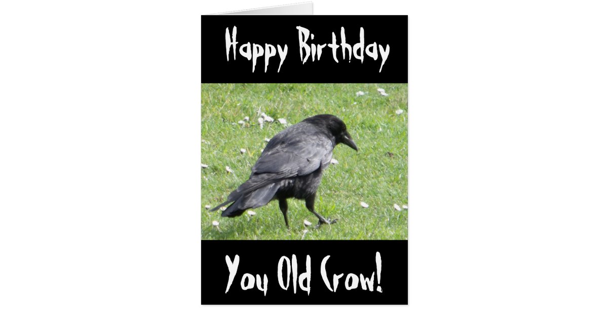 Happy Birthday You Old Crow Insult Birthday Card | Zazzle