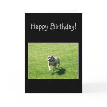 Happy Bithday Pitbull greeting card