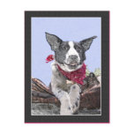 Happy Black and White Border Collie Postcards