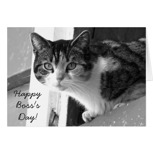 Happy Bosss Day Cat Greeting Card Zazzle