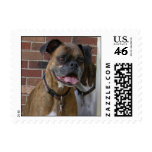 Happy Boxer dog stamp small