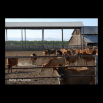 Happy California Cows posters