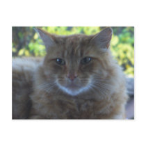 Happy Cat Postcard by shawke123 Happy Cat Postcard