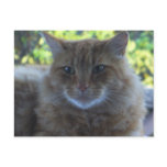 Happy Cat Postcard