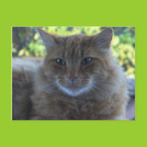 Happy Cat Postcard