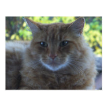 Happy Cat Postcard