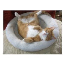Happy Cat Postcard