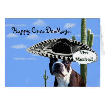 Happy cinco de Mayo boston terrier greeting card