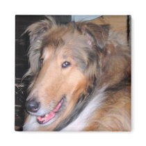 Happy Collie Magnet