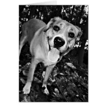 Happy dog card cards