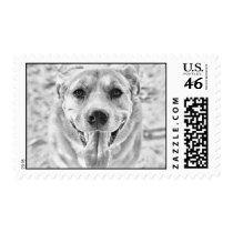 Happy Dog face postage stamps