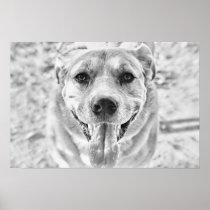 Happy Dog face poster print posters