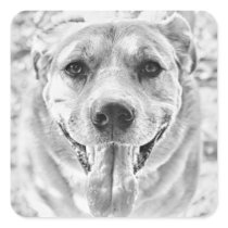 Happy Dog face stickers (square)
