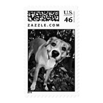 Happy Dog postage stamps