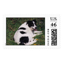Happy Dog Stamps