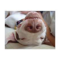 Happy Dog Post Card