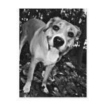 Happy Dog postcard postcards