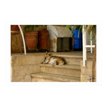 Happy dog posters