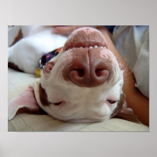 Happy Dog Print