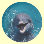 Happy Dolphin plates