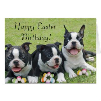 Happy Easter boston terriers greeting card